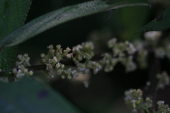 Debregeasia longifolia